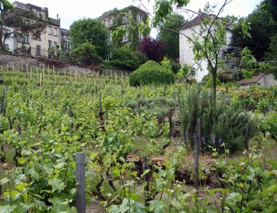 Montmartre-vignes